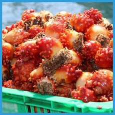 산지직송 통영 멍게 2kg (14-20개내외), 1개