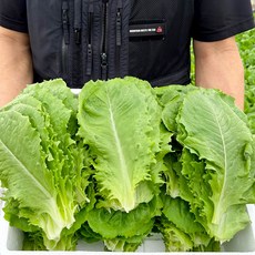 [사계절청년농부] 아삭한 국내산 로메인 상추 농장 산지 직송, 1박스, 1kg