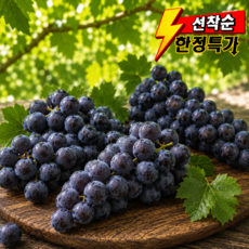 [타임특가] 산지직송 고당도 흑포도 캠벨포도, 1박스, 500g