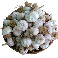 서산 황토 통마늘 1kg/ 3kg/ 5kg 단단하고 향이 좋은 서산마늘, 서산 통마늘 3kg, 1박스, 3kg