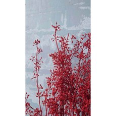 乾燥小米果 乾燥花, 紅色