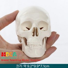 두개골 뇌모형 3D 해체 조립 분리형 교육 해부학 얼굴뼈모형, 미니 원색 두개골, MTG015