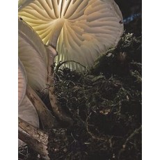 (영문도서) Mushrooms Notebook Large Size 8.5 x 11 Ruled 150 Pages Paperback, Createspace Independent Pub..., English, 9781723186196
