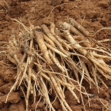 약도라지 흙도라지 실속 1kg, 1개