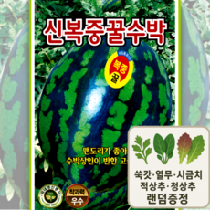신복중 꿀수박 씨앗 고당도 맨드라미 무늬 착과력 우수 30립 ks, 1개