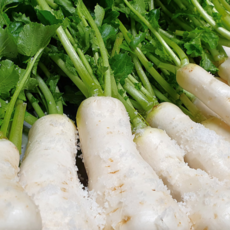 아삭끝판왕 땅끝마을 해풍 품은 절임 알타리무, 1개, 10kg(일반)