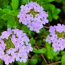 백리향 모종(타임 허브) 3치포트 야생화 노지월동 향기식물(겨울특가), 5개