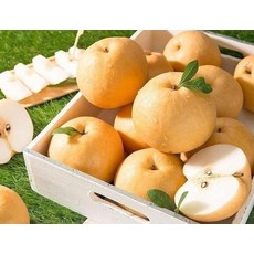 장인정신으로 신선한것만 골랐습니다 동명 가정용 고당도 나주배 과일 햇 신고배 3kg 4-9과 저희는반드시신선한상품만드립니다, 1개