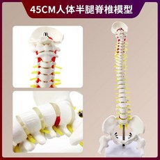 척추모형 골반 대퇴골 해골 골격 추간판 미골 의료용, B. 45cm 교수형 척추  반 다리 뼈