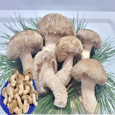 일반형 가정용 식당용 송향버섯, 1kg(가정용), 1박스
