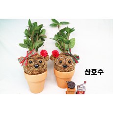 [쩡토피어리]화분 행잉 볼 가랜드 반려식물 공기정화 토피어리, 1개