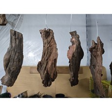 유목 2호 고목 괴목 목부작용나무 박쥐란 난종류의 목부작 25cm전후 수형랜덤, 1개, 브라운