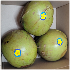 [프리미엄등급] 호아마이 베트남 그린 생코코넛 1 box, 1개, 생그린 3과