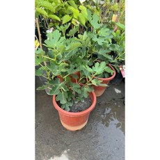 霏霏園藝 MR無花果 8吋盆掛果, 1個