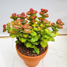 원종애성 산아래 다육식물 선인장 화분 식물 꽃 생명력 카페꾸미기 장식 공기정화 전자파차단 희귀식물 산아래다육이