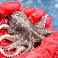 새벽조업직송 국산 생물 알 쭈꾸미, 1박스, 1kg