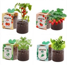 셀프 식물 재배 키트 방울토마토 딸기 고수 바질 투명 화분 반려식물 키우기 학교 유치원 교육용, 05루꼴라