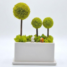 스칸디아모스 3구 개업선물 집들이선물 빅플랜트 화분 식물, 1개, 스프링 그린