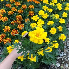 청년농부 메리골드모종 12개 꽃모종 화단꽃 메리골드꽃 메리골드화분, 노랑