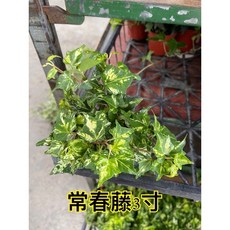 霏霏園藝 常春藤 3吋盆, 1個