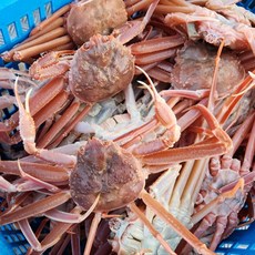 [선주직판] 포항 영덕 활 대게 생물 9~10cm내외, 1개, 2kg내외(5마리)