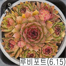 [풀멍상점] 루비포트 바위솔(6.15) / 노지.월동 야생/ 선별발송 분채배송/ 방수라벨 이름표포함. 농장직접 배송, 1개