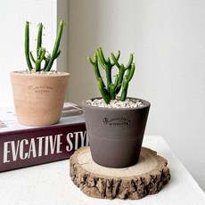 숲속 soopsok 연필선인장 청산호 청기린 미니 소형 화분 로자리안토분, 1.베이지, 1.추가안함