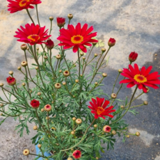 외목대가능한 목마가렛 핑크꽃 레드꽃 희귀종 야생화 식물 그래꽃이다, 1개, 목마가렛(레드)