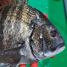 유튜브 수아아빠 자연산 감성돔회 1KG 필렛, 서더리+워터에이징, 1개