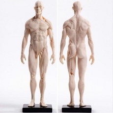 전신 근육 인체 모형 인형 남성 소형 스케치 병원, PU 30cm 남성 피부 흰색 배아, PU 30cm 남성 피부 흰색 배아
