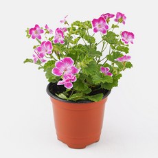 갑조네 랜디제라늄 엔젤아이스 봄꽃 사계절꽃 제라늄 향기나는식물, 1개
