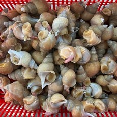 국내산 동해 백고동 2KG 100미 내외