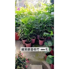 霏霏園藝 細葉觀音棕竹 6吋盆, 1個