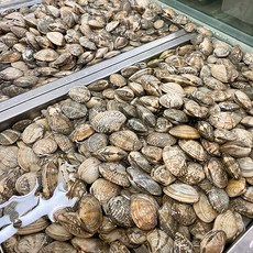 국내산 남해 활 왕바지락 신선한 조개, 1박스, 2kg