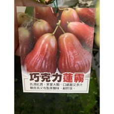 掛花巧克力蓮霧高壓苗，高度50-60公分，特價優惠，輕鬆種植，享受獨特巧克力風味, 1個