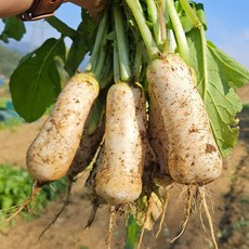 [산지직송_청정 강원도] 전통방식 그대로의 자연의 선물 강원도 알타리무 5kg 10kg, 1세트, 강원도 알타리 무 10kg