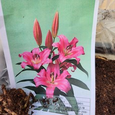 백합구근 핑크 2개신상품26년꽃길