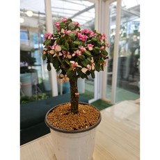 팅커벨 아악무 외목대원형, 1개