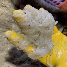 당진 제철 생물 실치 300g 실치회