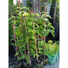 花旗木（泰國櫻花）嫁接苗高度一米，庭院陽台植物，易於種植，美化環境