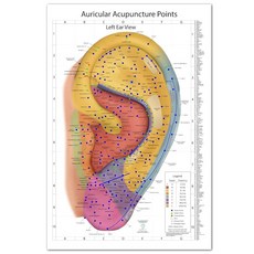아마존평점4.5+ 미국출고 137761 종합 Auriculotherapy 벽 차트 - 2025 에디션 | 240개 이상의 포인트 중국 및 유럽 침술 놀라운 61x91.4cm(, 아마존평점4.5+ 미국출고 137761 종합 Auric