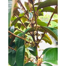 霏霏園藝 紫龍860牛奶果 1尺盆栽 含盆約5尺 高，花苞多, 1個