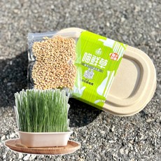 毛姐夫 喵鮮草 貓草DIY栽培組 種子加量 小麥草 寵物友善, 1個