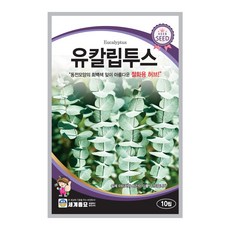 세계종묘 유칼립투스 씨앗 10립 유칼립투스씨 절화용 허브 종자, 1개