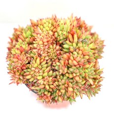 샤치철화 다육이 핑크로 물든 색감과 아름다운 형태 실내 장식용1-4, 1개, 청색