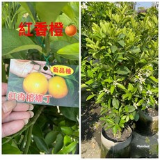 霏霏園藝 紅香橙掛果成樹 高100公分以上 8吋盆, 1個