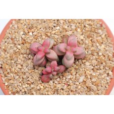 로나가든 백로금 다육금 미니반려식물 희귀다육이 다유기 선인장