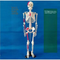 뼈모형 인체 골격 해부학 전신 척추 받침대 해골 브라켓, 85cm 근육 기시점 신경, 1개, 기본 색상