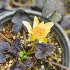[들꽃야생화] 주황동의나물 9cm 포트 노지월동 야생화 모종 희귀 품종 봄꽃, 3개