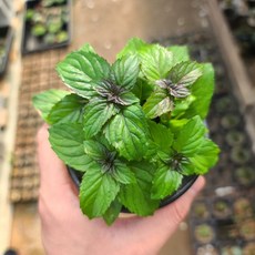 허브 식물 모음 식용 로즈마리 장비허브 민트, 선택: 04. 오데코롱민트